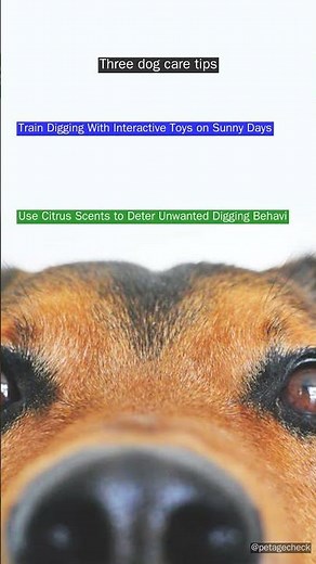 Vet Reveals: Essential dog Digging Tips