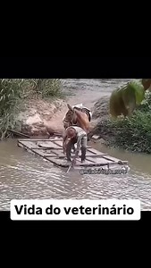 2.4K reactions · 341 shares | Vida do veterinário #animais #vacationmode #goiania #gado #goias #bovina | dj bob esponja | Facebook