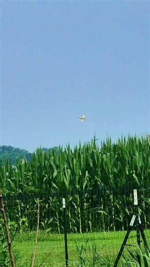 Crop Duster in Action! 🌾 What to Do When Farmers Are Spraying Fields #catchcrops #cropsprayers