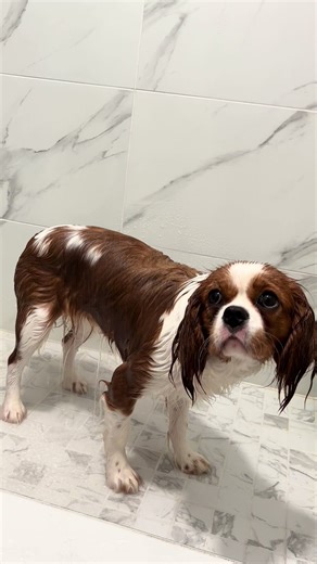 🤣🤣🤣 Bath Time 🛁 #cavalierkingcharlesspaniel #cavalierkingcharles #cutecavalier #cavalierpuppy #kingcharlescavalier #kingcharlescavalier #fyp #cavaliersoftiktok #cavalierkingcharles🧡 #cavalierking #cavalierspaniel #cavalierking