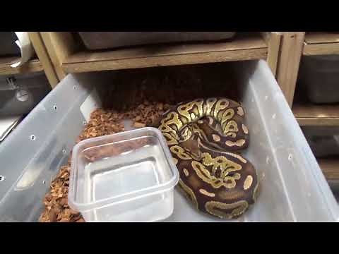 Spotlight: Green Pastel (aka Lace Black Back)