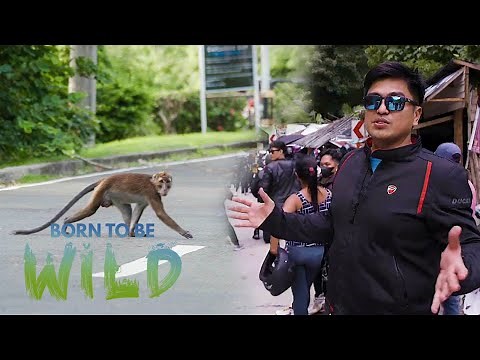 Human-Macaque Interaction along Ternate-Nasugbu Road | Born to be Wild