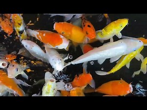 Raising Koi Fry: A Guide to Successful Care and Growth
