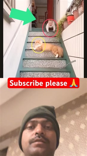 #cute 🥰 #baby #pets #funny #love #music #shorts#viralvideo #duet #kindnessiscool #unfrezzmyaccount