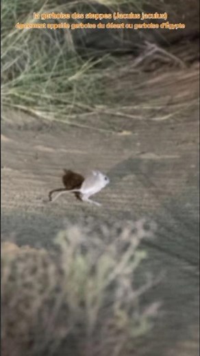 La gerboise des steppes (Jaculus jaculus), également appelée gerboise du désert ou gerboise d'Égypte