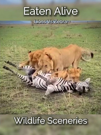 Lion Killing Zebra Eaten Alive #shorts