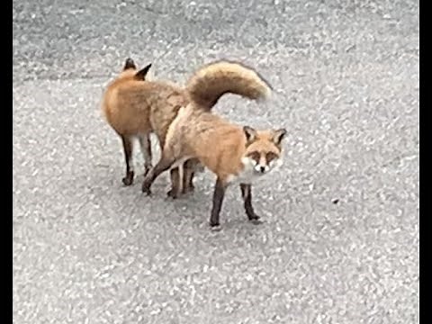Red Tail foxes mating in NJ