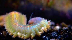 Polychaetes, marine worms Nereis. The fauna of the Black Sea