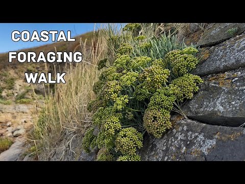 Coastal foraging walk + easy home recipes