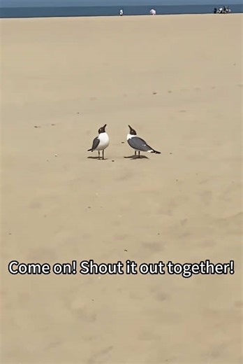Cute and Funny Seagull Moments