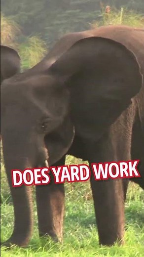 Why African forest elephants are climate heroes