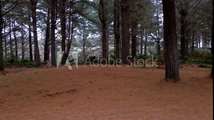 Tree forest dolly shot with large trunks under canopy shadow near Strahan in Tasmania's west, Australia