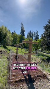30K views · 675 reactions | DIY Homestead Raspberry Trellis ‍ •#diy #homestead #farmlife #foodforest #organic #raspberry #patch #trellis | modernruralcivilian | Facebook