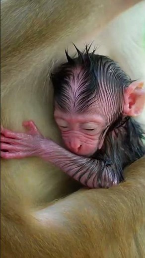 Rhesus Macaque Delivers Her Baby Over a Hungry Jaguar