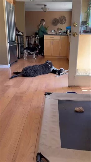 9.6K views · 397 reactions | Atlas ❤️ Atlas got his name because...