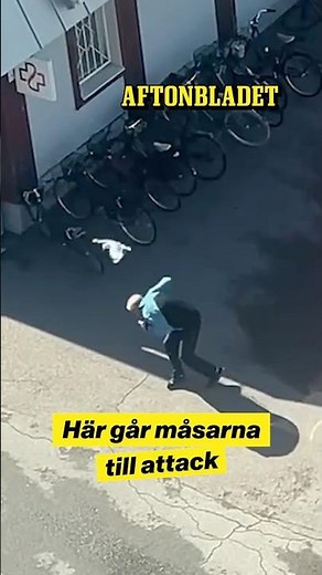 Här går måsmamman till attack