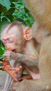 93K views · 1.8K reactions | Very angry--- What wrong with your eyes baby? Cute baby monkey very angry by can't open eyes. | Newly Monkey Reel | Facebook