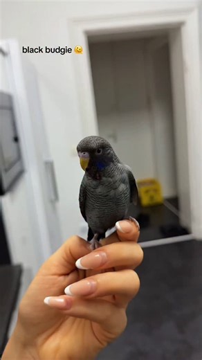 Playground Of Budgies | Beautiful Black Budgie. 🖤😍🥰 #fblifestyle #love #reels #budgie #trend birds viral trending like budgies bird | Instagram
