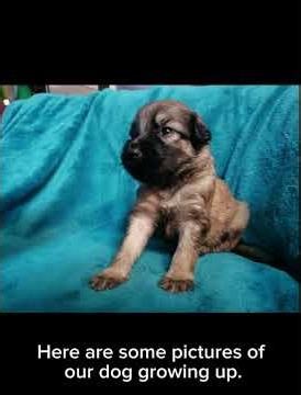 Meet Kona #dog #cute