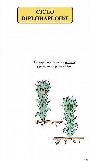 CICLOS BIOLÓGICOS: CICLO DIPLOHAPLOIDE