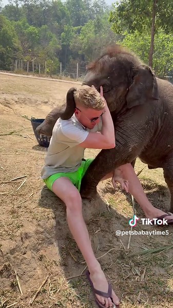 Heartwarming Moments of Elephant Love