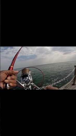 カレイが釣れた動画です！ #short#OldAbu#fishing#鯛釣り#船釣り#ダイワ#がまかつ#カレイ#シラサエビ#エビ巻き釣り#キス釣り#投げ釣り