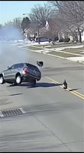 Wild turkey survives getting run over by car! #nearmiss #lucky #wildturkey