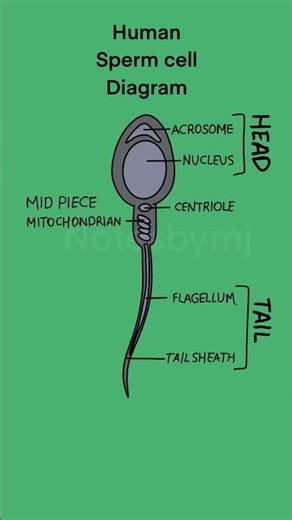 Human sperm cell diagram #biology #apbiology