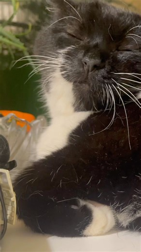 Purring Cat sound for Relaxation. Cute Cat purring for relaxation. Sweet Cat purr #purr #purring