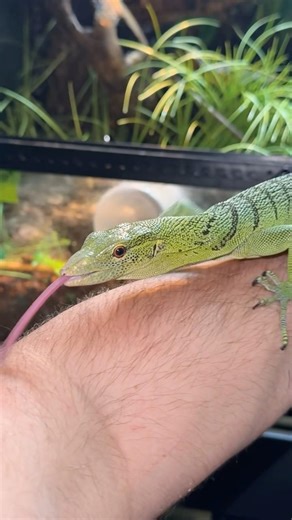 Green tree monitor 🦎 #lizard #treemonitor #monitorlizard #reptiles #reptilekeeper #exoticpets #fyp
