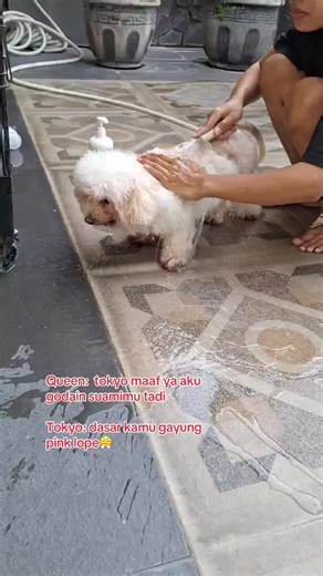 Cute Poodle Videos: Funny Moments and Adorable Clips