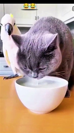 Funny cat shorts video with funny birds🤣🐈 #petshorts #cat #catfunnyvideo #talkingparot #funnybirds