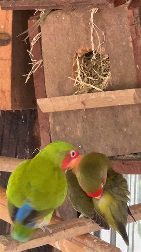 Cute love birds❤️🥰 #lovebirdsfarming #birds #lovebirds #birdingparadise