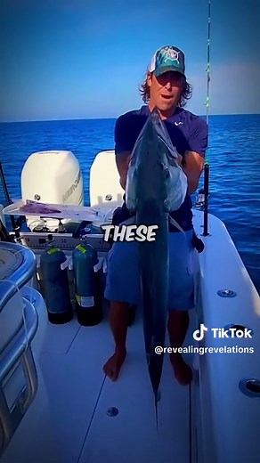 The reason this barracuda attacked this man #barracuda