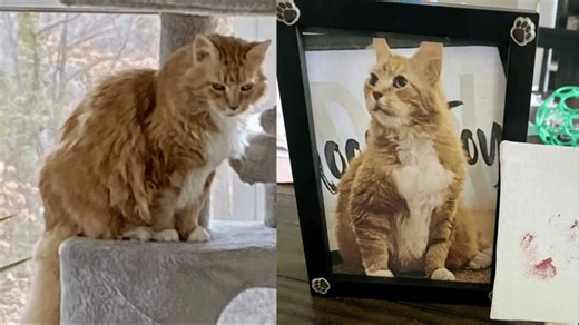 Catonsville pet cremation scandal: couple charged with theft and fraud