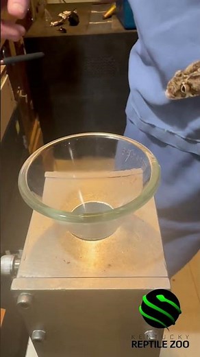 Egyptian saw scaled viper venom extractions. Echis pyramidum #venomislife #reptiles #reptiles