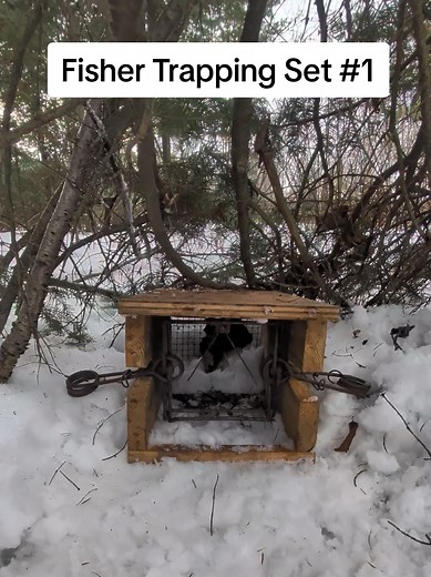 How to trap a fisher. This is how I make my fisher cubby set with a 160 conibear bodygrip trap. Some of the steps in this process are non negotiable and are included in every fisher set I make. Focus on adding a loud skunky lure. #fisher #fishertrapping #trapping #160 #trapline
