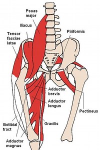 Adductor magnus muscle - Alchetron, The Free Social Encyclopedia