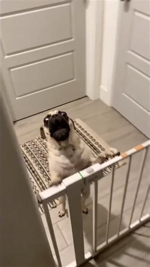 Funny Pug Compilation 😂 | Try Not to Laugh #shorts #viral