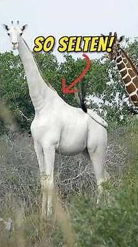 The 5 RAREST animals in the world! 🌍💎 (Almost extinct)