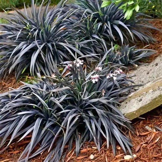 Black Mondo Grass Live Plant – Dark Purple Black Ornamental Groundcover Ophiopogon Landscape - Etsy