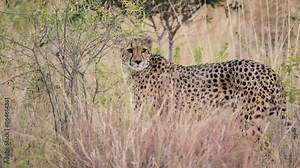 Cheetah Walks Through Brush Suddenly Stops and Stares To Camera