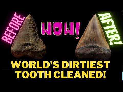 How To Clean Extremely Dirty Shark Teeth Using Mechanical Methods Instructional Step-by-Step