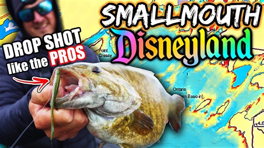 Catch giant bass drop shotting using live scope