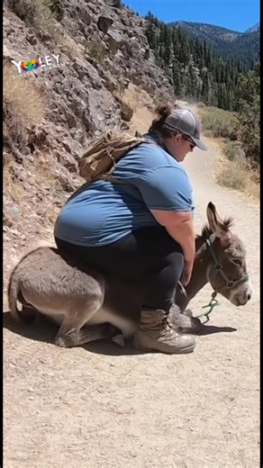 She Tried Riding the Donkey… The Donkey Filed for ... 😭🫏💀 This poor donkey woke up thinking today would be a normal day… And then she sat down. My guy stood up, legs shaking like WiFi on 1%, screamed in donkey language, and collapsed faster than her diet plans. #thomyooley #DonkeyFail #GravityWins | Yooley Digital Academy