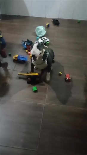 Jangan ganggu mainan ku!! #doglove #doglover #bullterrier #viral #fyp | Agam porbi chanel