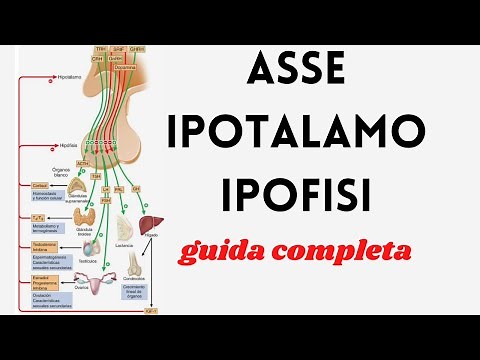 Asse ipotalamo ipofisi guida completa 👨🏻‍🏫