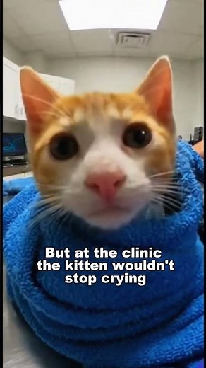 Kitten Fell In A Crocodile Tank... The Alpha Adopted Him