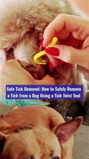 Safe Tick Removal: How to Safely Remove a Tick from a Dog Using a Tick Twist Tool