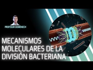 De una célula a dos: la increíble precisión de la división bacteriana